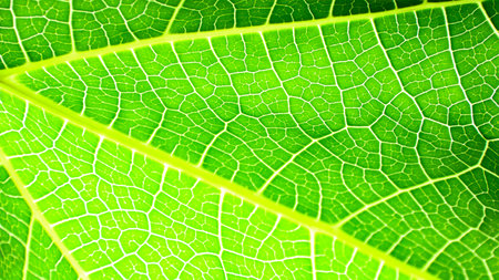 A close-up photograph of a green leaf with its veins clearly visible. The detailed texture and...