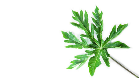 A papaya leaf isolated on a white background. The intricate details of the leaf's structure and vibrant green color are clearly visible, showcasing its natural beauty and unique shape.の写真素材