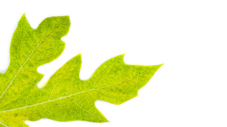 A papaya leaf isolated on a white background. The intricate details of the leaf's structure and vibrant green color are clearly visible, showcasing its natural beauty and unique shape.の写真素材