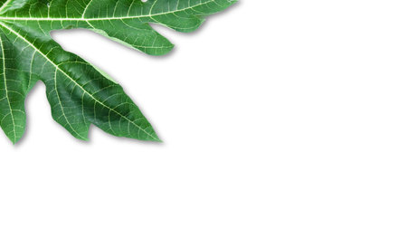 A cut out of papaya leaf with clipping paths on white background. The intricate details of the leaf's structure and vibrant green color are clearly visible, showcasing natural beauty and unique shape.の写真素材
