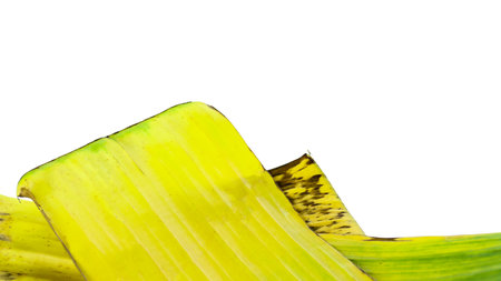 A cut-out of a yellow banana leaf on a white background with clipping paths. The detailed veins and texture of the leaf are clearly visible, highlighting its natural aging process and unique color.の写真素材