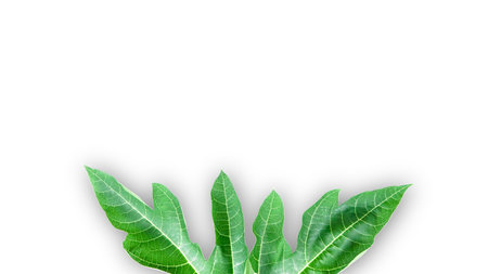 A cut out of papaya leaf with clipping paths on white background. The intricate details of the leaf's structure and vibrant green color are clearly visible, showcasing natural beauty and unique shape.の写真素材