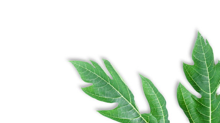 A cut out of papaya leaf with clipping paths on white background. The intricate details of the leaf's structure and vibrant green color are clearly visible, showcasing natural beauty and unique shape.の写真素材