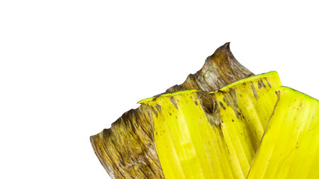 A cut-out of a yellow banana leaf on a white background with clipping paths. The detailed veins and texture of the leaf are clearly visible, highlighting its natural aging process and unique color.の写真素材