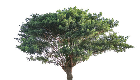A cut-out of a tree on a white background with clipping paths. The detailed structure and lush foliage are highlighted, emphasizing the tree's natural beauty and form.の写真素材