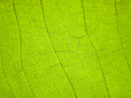 A close-up photograph of a green leaf with its veins clearly visible. The detailed texture and...