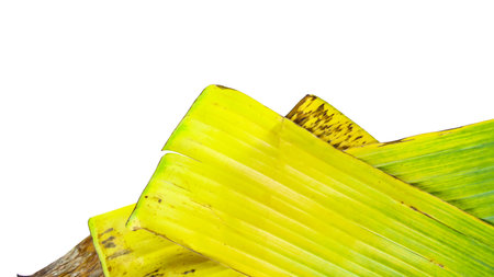A cut-out of a yellow banana leaf on a white background with clipping paths. The detailed veins and texture of the leaf are clearly visible, highlighting its natural aging process and unique color.の写真素材