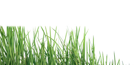 A cut-out of a clump of green tall grass on a white background with clipping paths. The detailed blades and natural texture are clearly visible beauty of nature.の写真素材