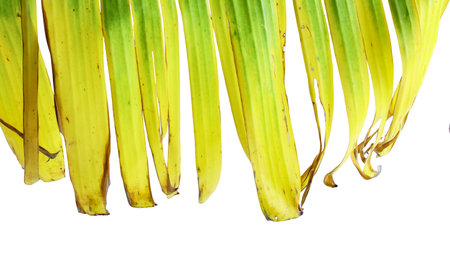 A cut-out of a yellow banana leaf on a white background with clipping paths. The detailed veins and texture of the leaf are clearly visible, highlighting its natural aging process and unique color.の写真素材