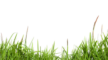 A cut-out of a clump of green tall grass on a white background with clipping paths. The detailed blades and natural texture are clearly visible beauty of nature.の写真素材