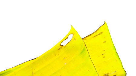 A cut-out of a yellow banana leaf on a white background with clipping paths. The detailed veins and texture of the leaf are clearly visible, highlighting its natural aging process and unique color.の写真素材