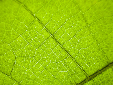 A close-up photograph of a green leaf with its veins clearly visible. The detailed texture and vibrant green color of the leaf are highlighted, showcasing the patterns beauty of the natureの写真素材