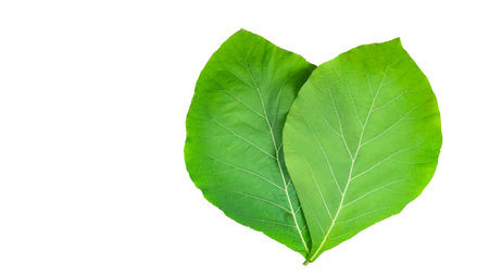 Cut out of two teak leaves on a white background with clipping paths. The detailed veins and rich green color of the leaves are clearly visible, highlighting their natural texture and unique patterns.の写真素材