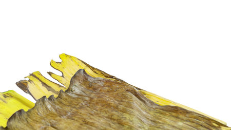 A cut-out of a yellow banana leaf on a white background with clipping paths. The detailed veins and texture of the leaf are clearly visible, highlighting its natural aging process and unique color.の写真素材