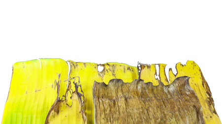 A cut-out of a yellow banana leaf on a white background with clipping paths. The detailed veins and texture of the leaf are clearly visible, highlighting its natural aging process and unique color.の写真素材