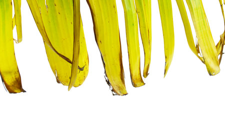 A cut-out of a yellow banana leaf on a white background with clipping paths. The detailed veins and texture of the leaf are clearly visible, highlighting its natural aging process and unique color.の写真素材