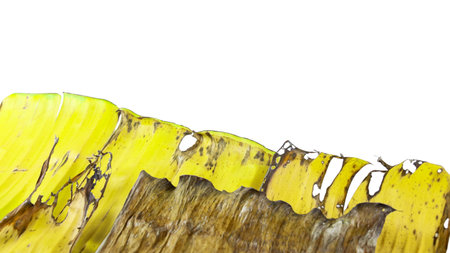 A cut-out of a yellow banana leaf on a white background with clipping paths. The detailed veins and texture of the leaf are clearly visible, highlighting its natural aging process and unique color.の写真素材