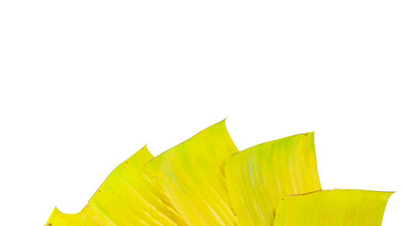 A cut-out of a yellow banana leaf on a white background with clipping paths. The detailed veins and texture of the leaf are clearly visible, highlighting its natural aging process and unique color.の写真素材