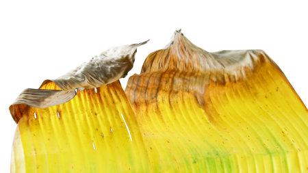 A cut-out of a yellow banana leaf on a white background with clipping paths. The detailed veins and texture of the leaf are clearly visible, highlighting its natural aging process and unique color.の写真素材