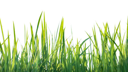 A cut-out of a clump of green tall grass on a white background with clipping paths. The detailed blades and natural texture are clearly visible beauty of nature.の写真素材