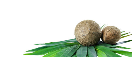 A close-up photograph of a mature and open coconuts isolated on a white background. The intricate details and rough texture of the coconut's shell and its meat are clearly shown.の写真素材