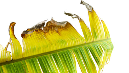 A cut-out of a yellow banana leaf on a white background with clipping paths. The detailed veins and texture of the leaf are clearly visible, highlighting its natural aging process and unique color.の写真素材
