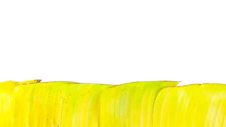 A cut-out of a yellow banana leaf on a white background with clipping paths. The detailed veins and texture of the leaf are clearly visible, highlighting its natural aging process and unique color.の写真素材