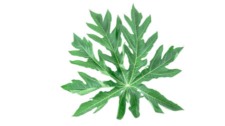 A papaya leaf isolated on a white background. The intricate details of the leaf's structure and vibrant green color are clearly visible, showcasing its natural beauty and unique shape.の写真素材