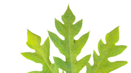 A papaya leaf isolated on a white background. The intricate details of the leaf's structure and vibrant green color are clearly visible, showcasing its natural beauty and unique shape.の写真素材