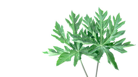 A papaya leaf isolated on a white background. The intricate details of the leaf's structure and vibrant green color are clearly visible, showcasing its natural beauty and unique shape.の写真素材