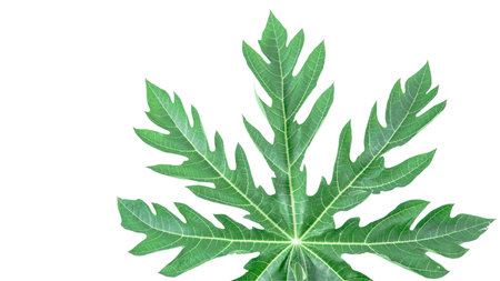 A papaya leaf isolated on a white background. The intricate details of the leaf's structure and vibrant green color are clearly visible, showcasing its natural beauty and unique shape.の写真素材