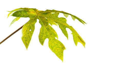 Papaya leaf isolated on white background, clipping path included.の写真素材