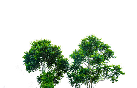 A cut-out of a tree top on a white background with clipping paths. The detailed structure and lush foliage are highlighted, emphasizing the tree's natural beauty and form.の写真素材
