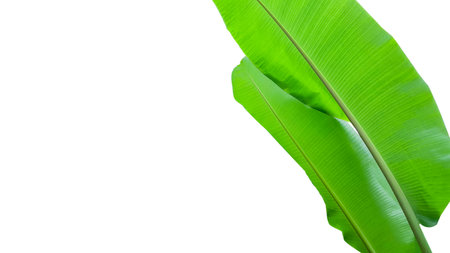 Cut out of banana tree and leaves with clipping path on white background. Detailed clipping paths for easy editing. Ideal for use in design projects presentations or educational materials.の写真素材