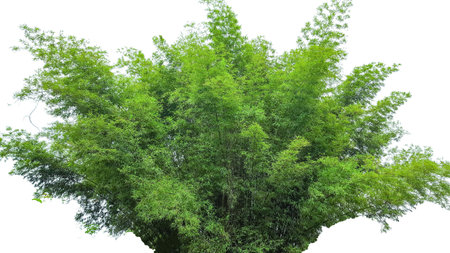 A cut-out groove of bamboo on a white background with clipping paths. The detailed structure and lush foliage are highlighted, emphasizing the tree's natural beauty and form.の写真素材