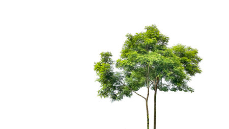 A cut-out of a tree on a white background with clipping paths. The detailed structure and lush foliage are highlighted, emphasizing the tree's natural beauty and form.の写真素材