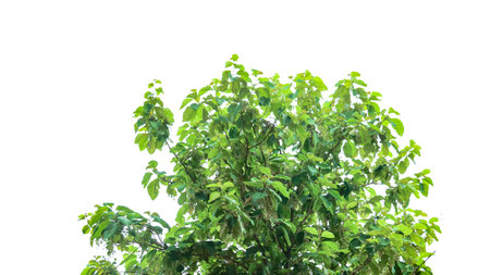 A cut-out of a teak tree on a white background with clipping paths. The detailed structure and lush foliage are highlighted, emphasizing the tree's natural beauty and form.の写真素材