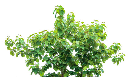 A cut-out of a teak tree on a white background with clipping paths. The detailed structure and lush foliage are highlighted, emphasizing the tree's natural beauty and form.の写真素材