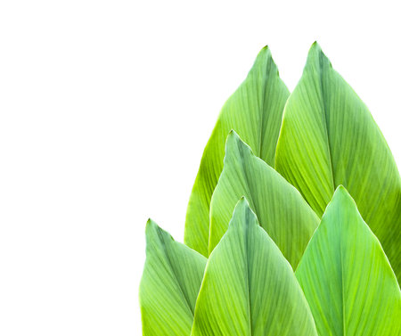 A cut-out of leaf on a white background with clipping paths. The detailed structure and lush foliage are highlighted, emphasizing the tree's natural beauty and form.の写真素材