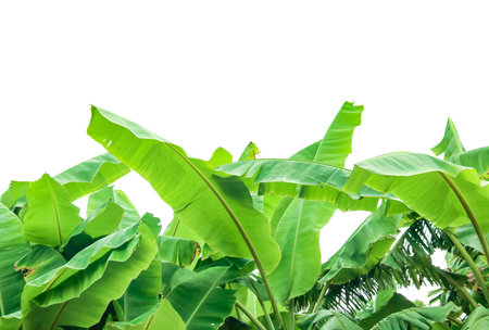 Cut out of banana tree and leaves with clipping path on white background. Detailed clipping paths for easy editing. Ideal for use in design projects presentations or educational materials.の写真素材