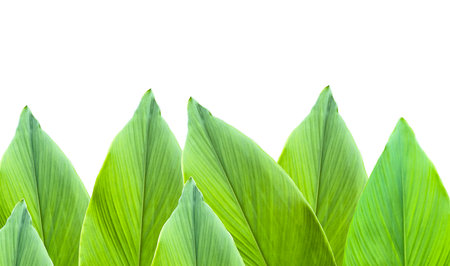 A cut-out of leaf on a white background with clipping paths. The detailed structure and lush foliage are highlighted, emphasizing the tree's natural beauty and form.の写真素材