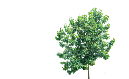 A cut-out of a teak tree on a white background with clipping paths. The detailed structure and lush foliage are highlighted, emphasizing the tree's natural beauty and form.の写真素材