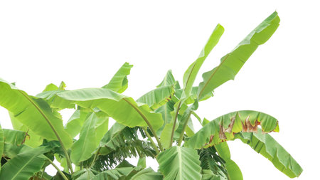 Cut out of banana tree and leaves with clipping path on white background. Detailed clipping paths for easy editing. Ideal for use in design projects presentations or educational materials.の写真素材