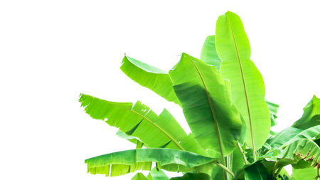 Cut out of banana tree and leaves with clipping path on white background. Detailed clipping paths for easy editing. Ideal for use in design projects presentations or educational materials.の写真素材