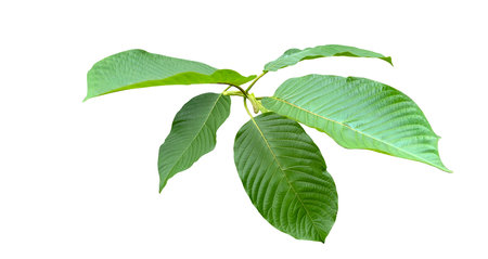 Cut-out image of Kratom or Mitragyna speciosa Korth leaves with clipping paths on white background. Ideal for various design and educational uses.の写真素材