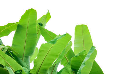Cut out of banana tree and leaves with clipping path on white background. Detailed clipping paths for easy editing. Ideal for use in design projects presentations or educational materials.の写真素材