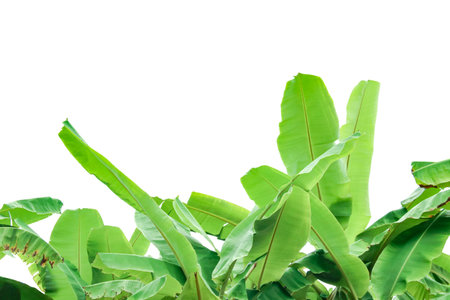 Cut out of banana tree and leaves with clipping path on white background. Detailed clipping paths for easy editing. Ideal for use in design projects presentations or educational materials.の写真素材