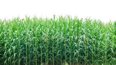 Image of a corn plant with detailed clipping paths on a white background. Perfect for use in design projects, educational materials, or presentations.の写真素材