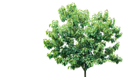 A cut-out of a teak tree on a white background with clipping paths. The detailed structure and lush foliage are highlighted, emphasizing the tree's natural beauty and form.の写真素材