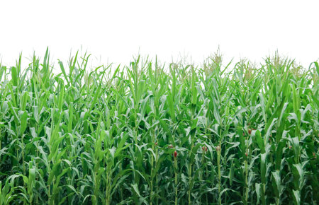 Image of a corn plant with detailed clipping paths on a white background. Perfect for use in design projects, educational materials, or presentations.の写真素材